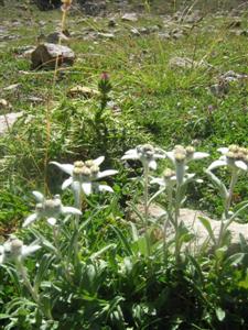 edelweiss (flor de nieve) subiendo al Turbón